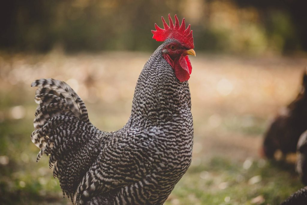 The Best Roosters for Your Flock Backyard Poultry